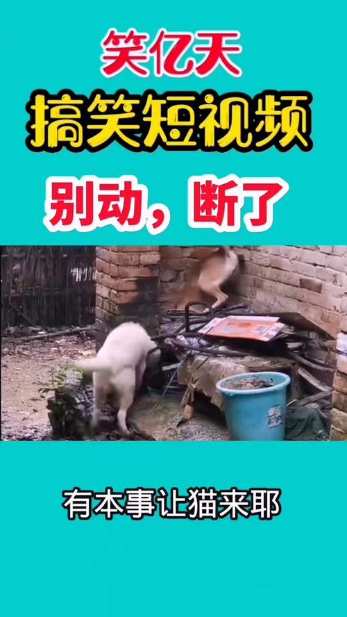 爆料了搞笑视频在线观看,笑点满满，欢乐无限